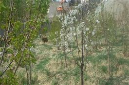 فروش زمین باغ و باغچه 1300 متری در مهرآباد رودهن